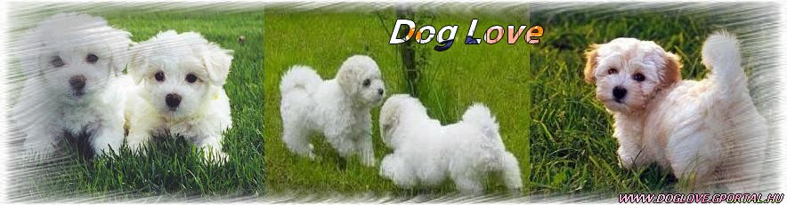 Dog love ♪